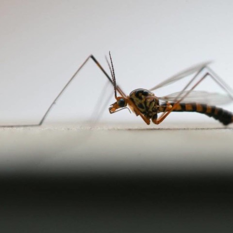 West-Nil-Virus in Kroatien: 15 Infektionen, zehn Menschen im Krankenhaus